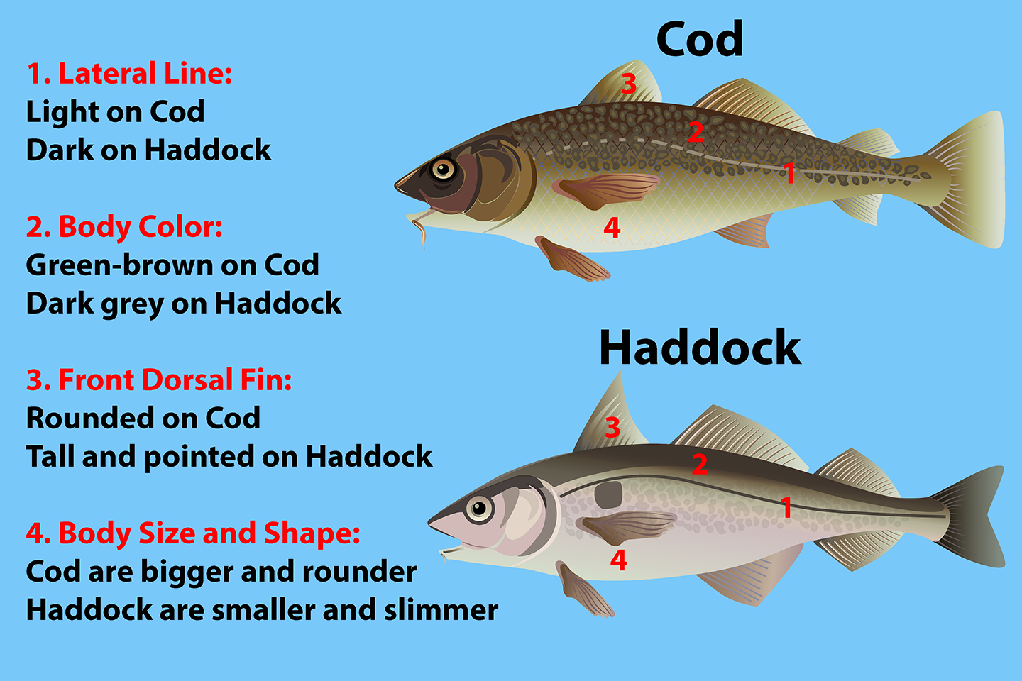 Cod vs Haddock