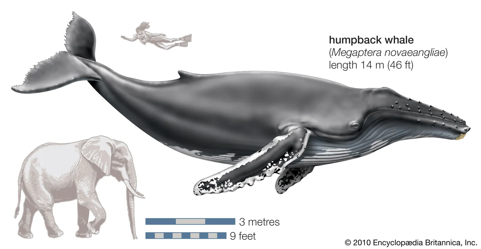 humpback-whale