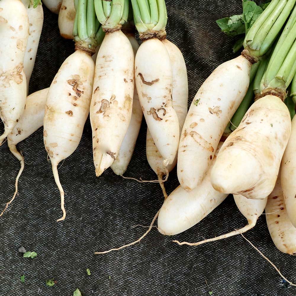 Radish Mooli