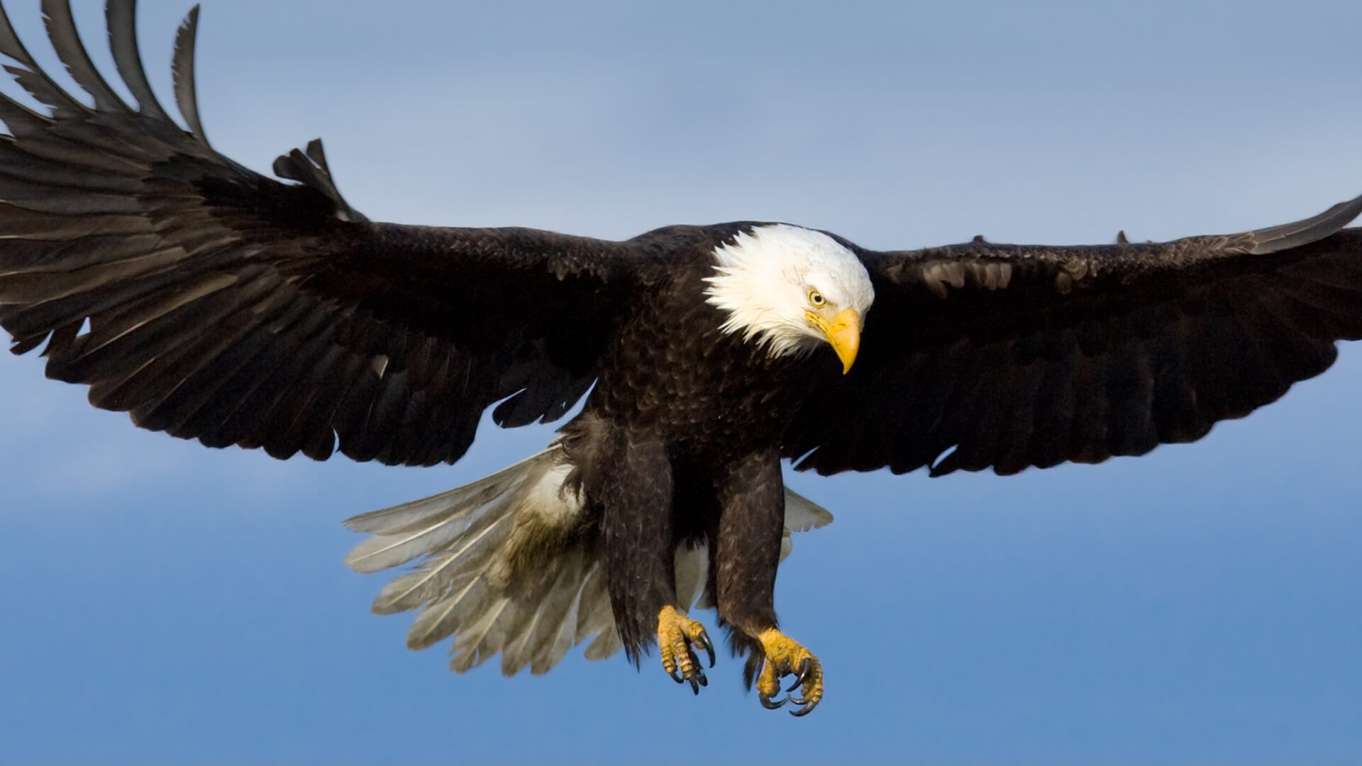 bald eagle