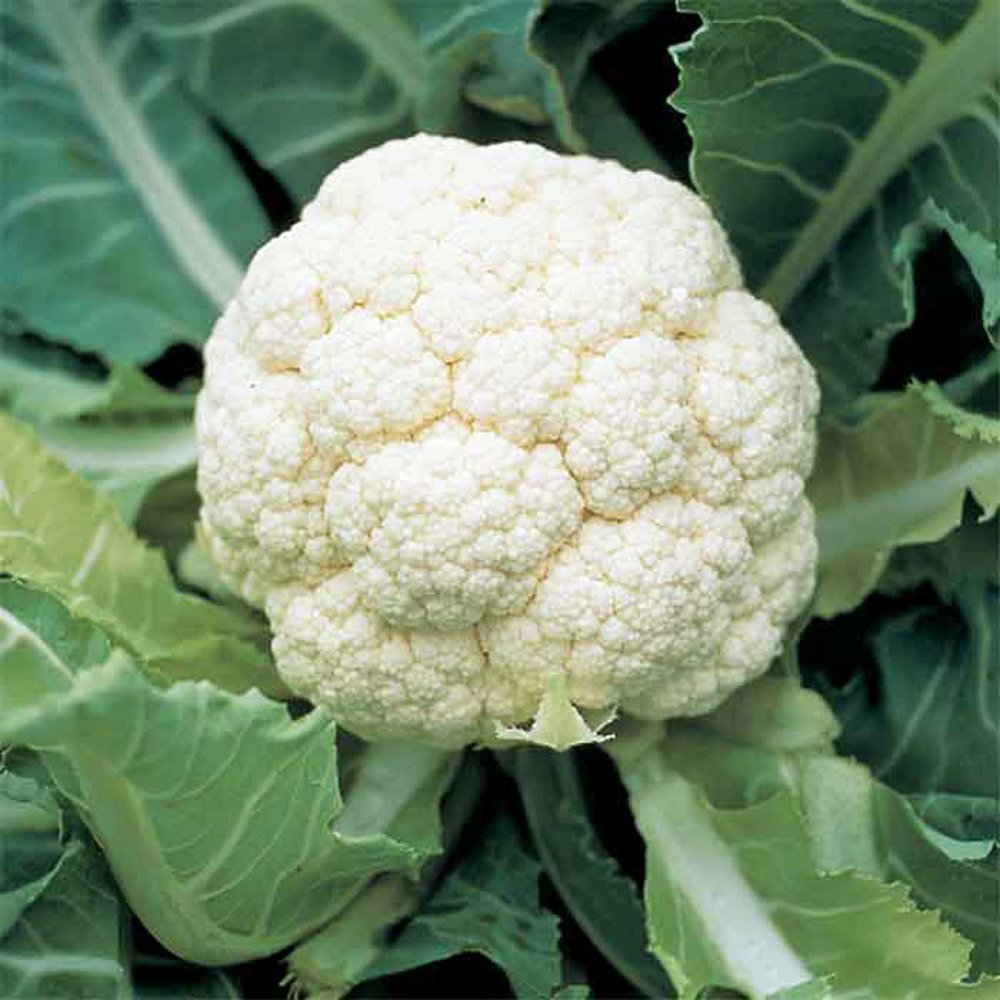 cauliflower