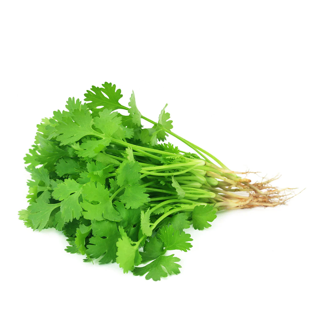 coriander