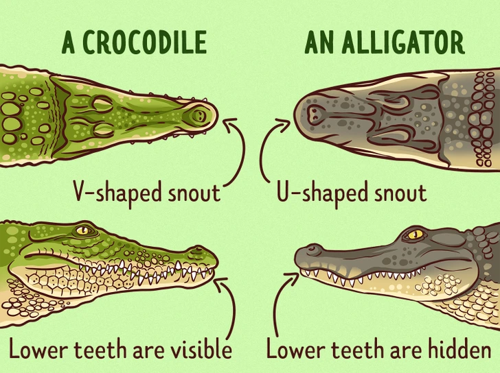 crocodile vs alligator