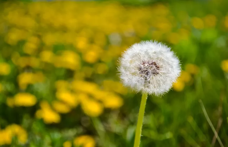 dandelion