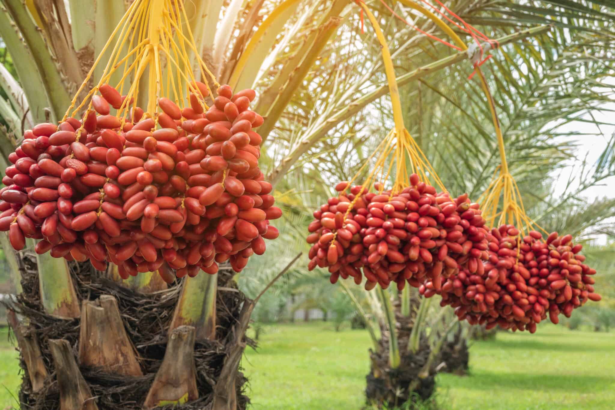 date palm