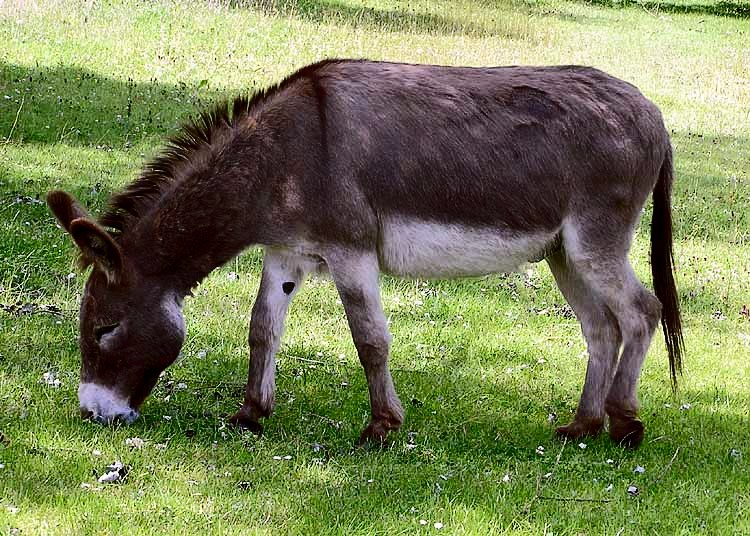 donkey