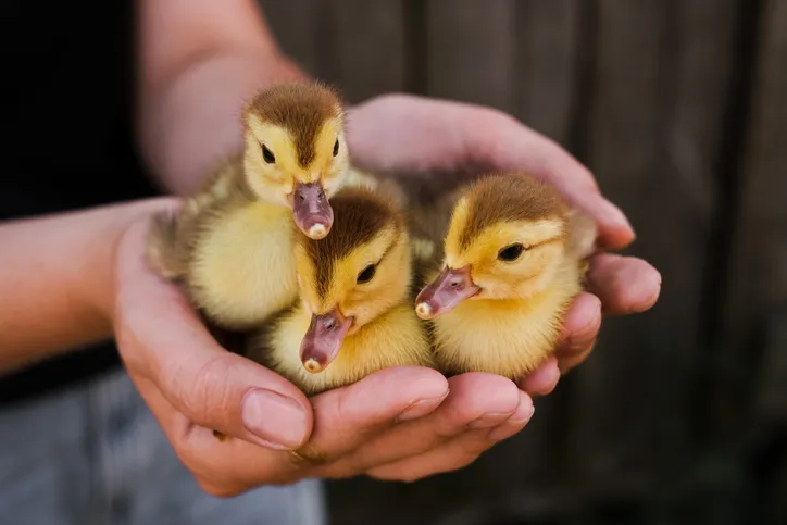 duckling