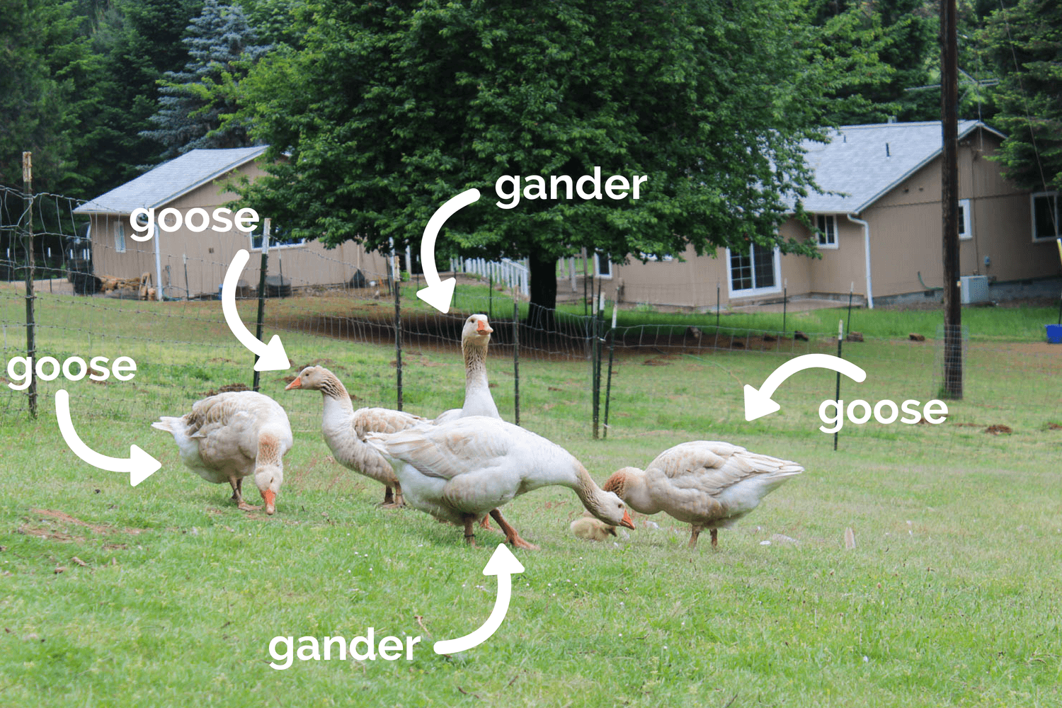 goose vs gander