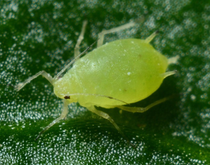 Greenfly