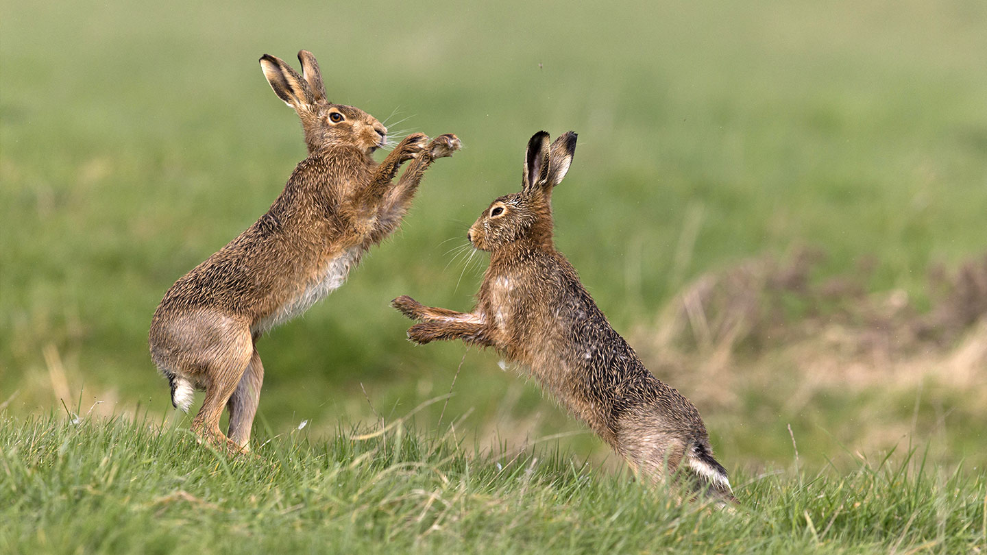 hare