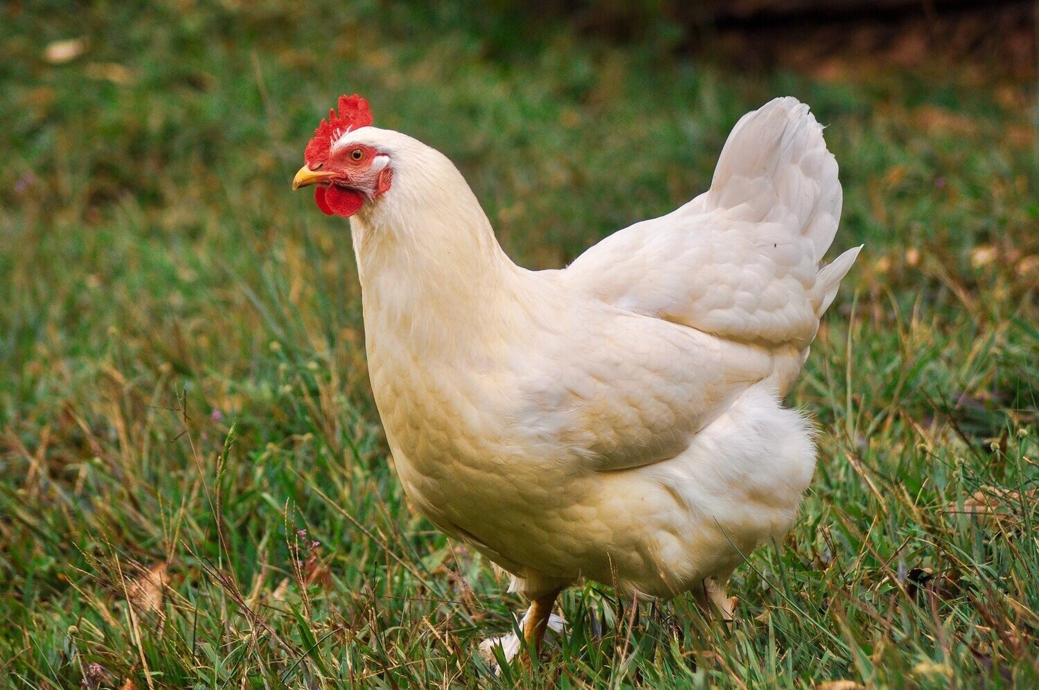 hen