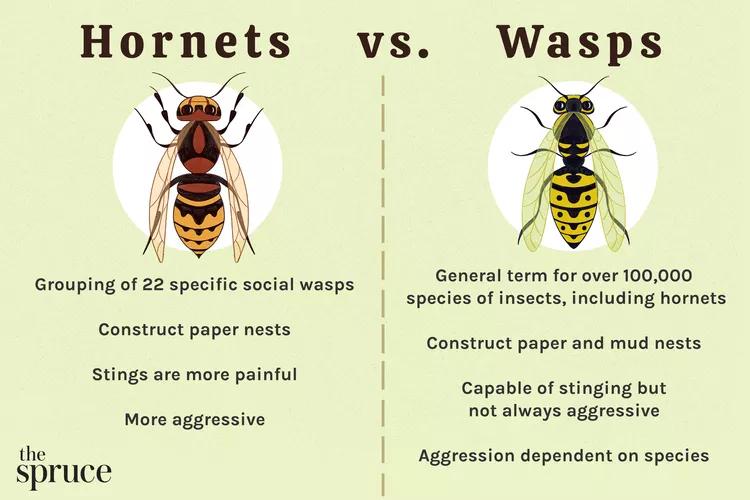 hornet vs wasp