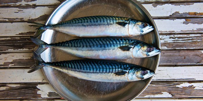 mackerel