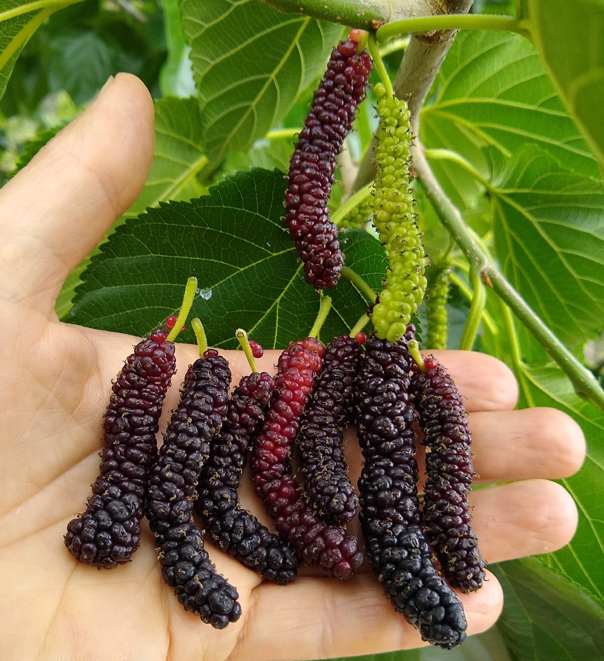 mulberry