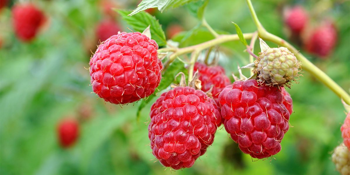 raspberry