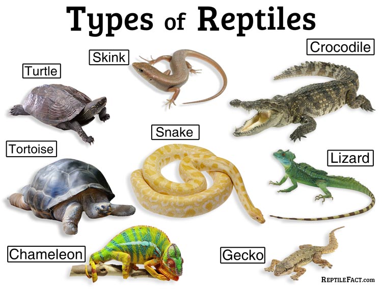 reptile