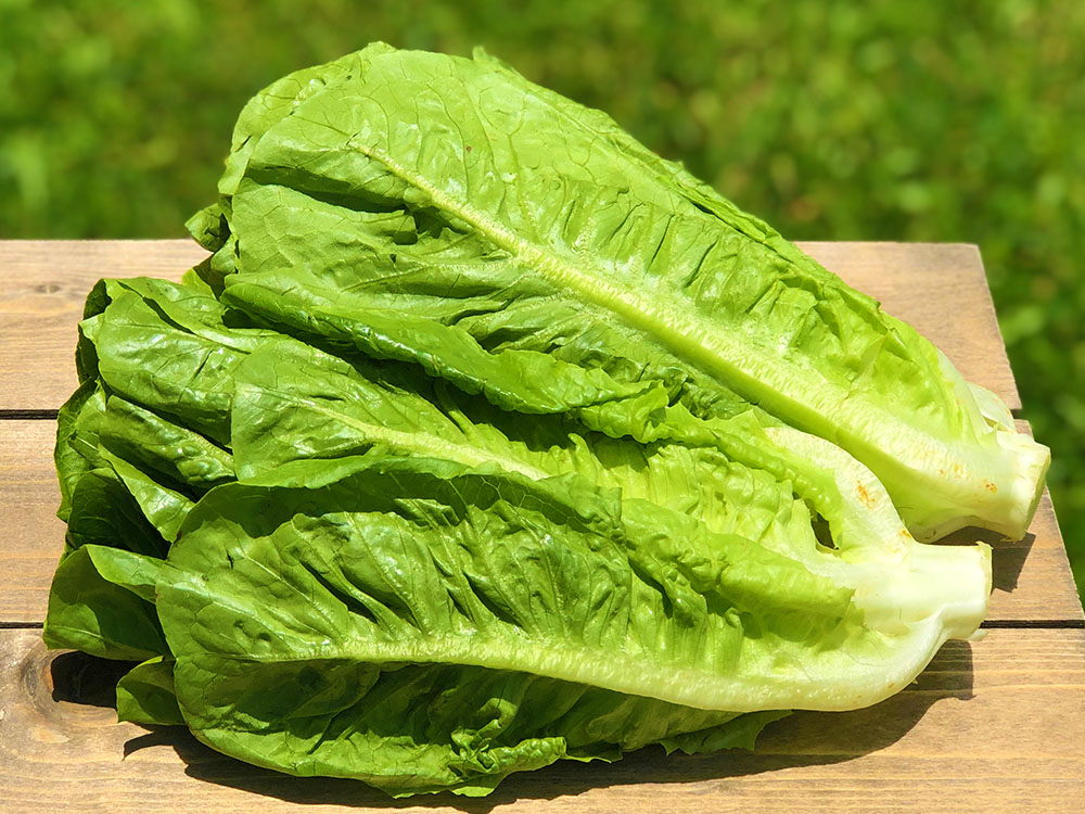 romaine lettuce