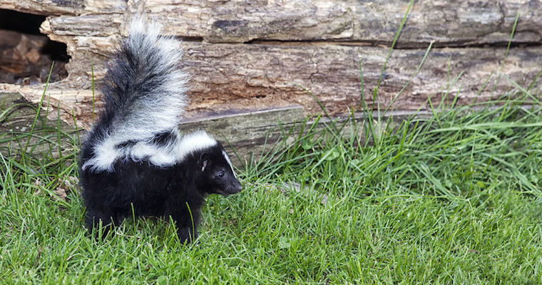 skunk