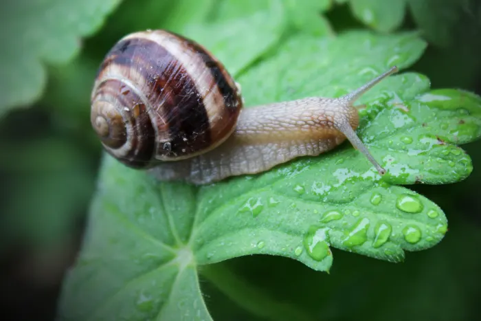 Snail