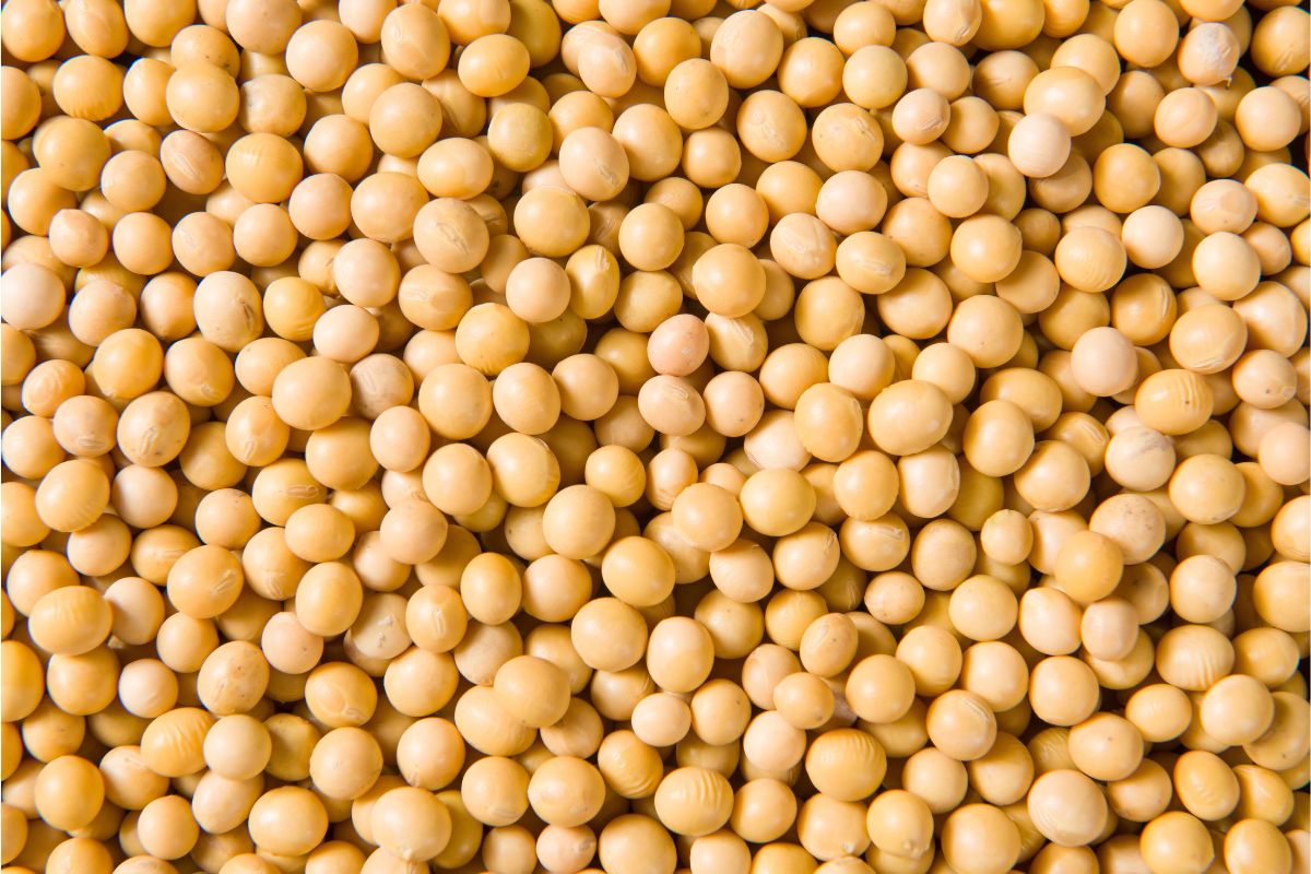 soybean