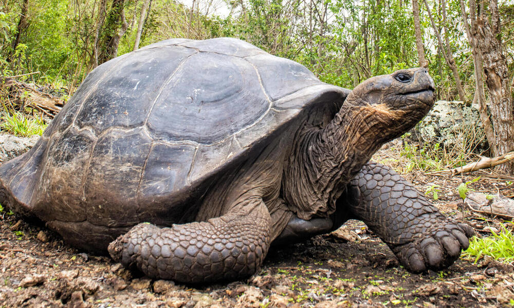 tortoise