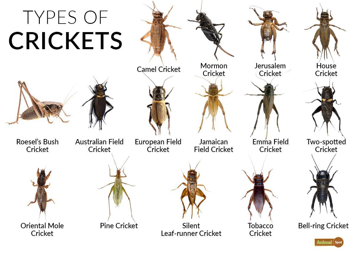 types of crickets